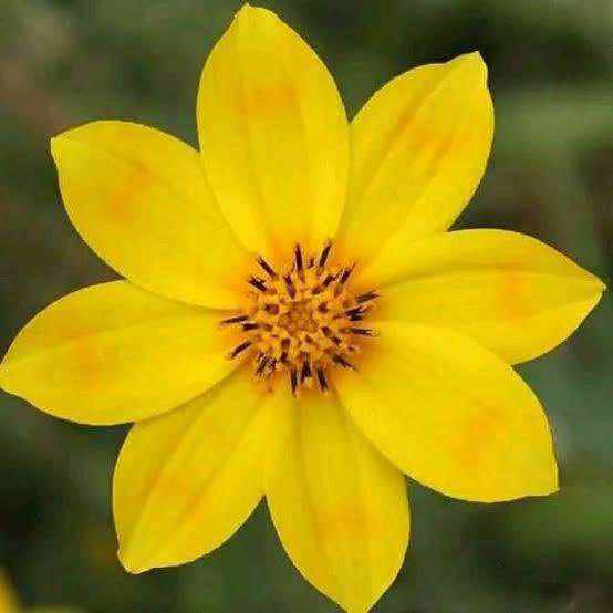 DrWorkneh's tweet photo. Joining all #Ethiopians in rejoicing  #Enkutatash, 
New Year  celebration! #2016.
Ethiopia follows a unique calendar of 13 Months, unlike the conventional Gregorian calendar. Month 13 consistently spans 5 days but is 6 days this year as it's a leap year.
Let us seize this auspicious beginning to foster peace& harmony, strive towards shared aspirations for development.
#HappyNewYeari