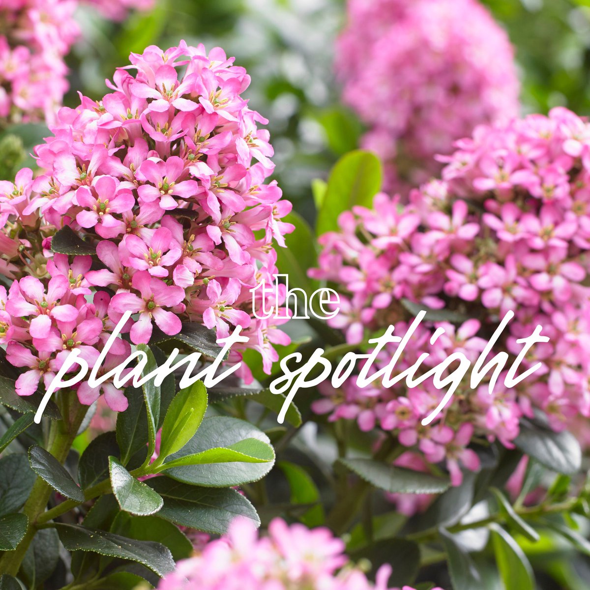 Say hello to our latest garden star 'Pink Elle' 🌸

#PlantSpotlight #GardenEnchantment #PinkElleEscallonia #LushLandscapes