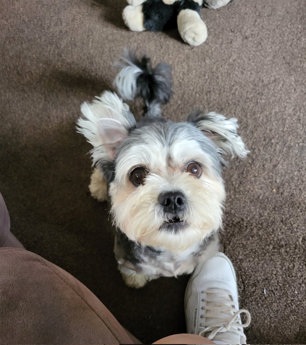 AloneNottLonely's tweet image. She said, " Mama! The heat has gone... time to play!!"  #ThrowTheBall