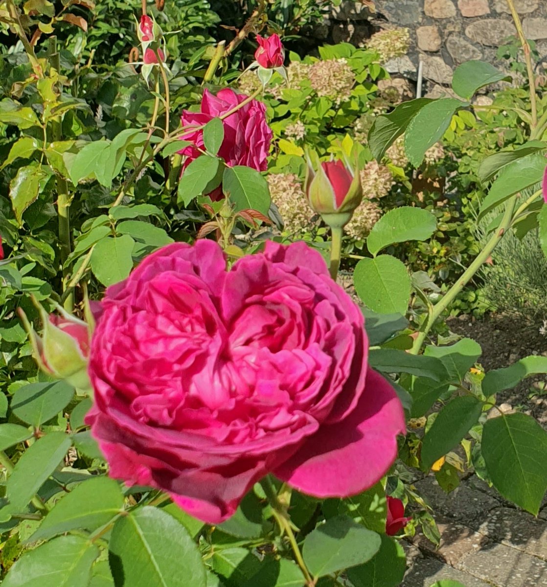 groundlingpenny's tweet photo. Midseptember morning and roses in second bloom. Birds chirping, dew on the grass - wonderfully quiet. #gardenjoy #Septembermorning https://t.co/C73QLtKwRq