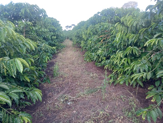 PearlFarmsUg's tweet photo. Monday Motivation: You don't need acres of land to be a successful farmer. You can be the best farmer with one acre. Simply do the best with the land you've. Aim for highest productivity from that land you've.
#FarmForBusiness #CoffeeIsTheThing https://t.co/gh7W067MUO
