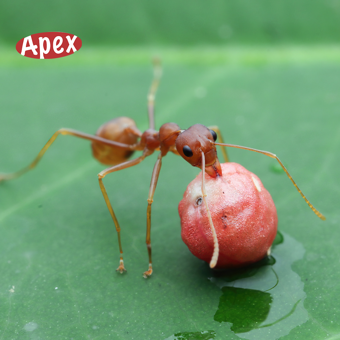 ApexTradeSolu's tweet image. Ensure your food stays safe from pests by storing it in secure, airtight containers. By doing so, you&apos;ll not only keep your snacks fresh but also prevent unwanted guests from crashing the party.  DM us or call 0203 3765 844 for expert help.

#APEXTradeSolutions #PestControlTips