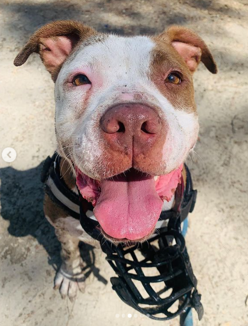 life4pitbulls's tweet photo. Me llamo DUNA, tengo 6️⃣ añitos y soy sociable con otros perros🐶 SIEMPRE con buenas presentaciones.

Necesito una familia con experiencia 🧠, una constancia con las rutinas y pautas para una convivencia PERFECTA 🥰

Quién quiere darme una familia?🤩
DM📩 https://t.co/IkxdaWYGnT