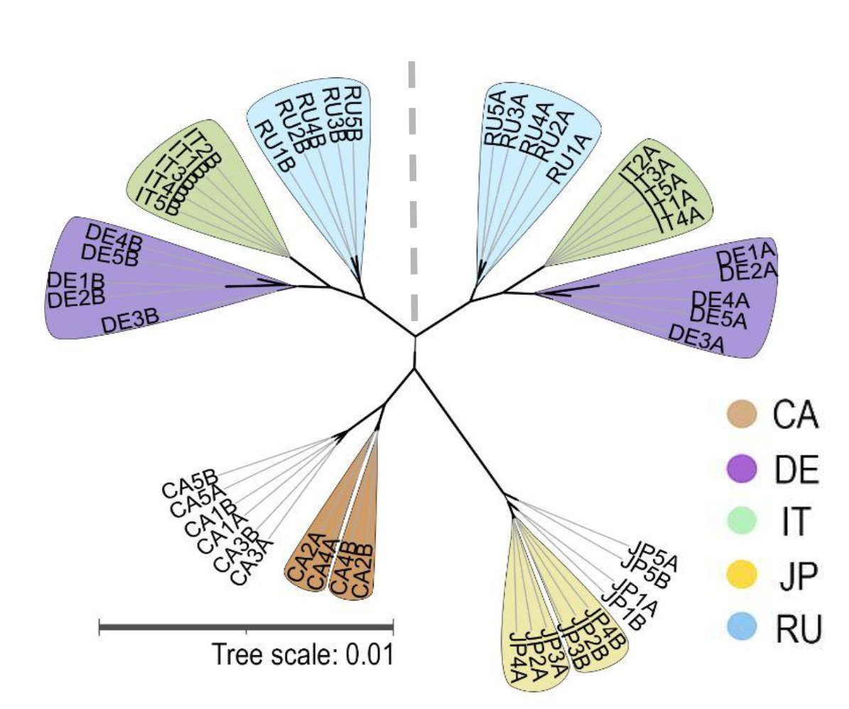 3/n To investigate haplotypic independence we sequenced 5 ind. from 🇩🇪🇮🇹🇷🇺🇯🇵&amp;🇨🇦. As expected under ancient asexuality: the 2 haplotypes display mirror topologies of populations, including all ind. of European populations, representing the ‘Meselson effect’.