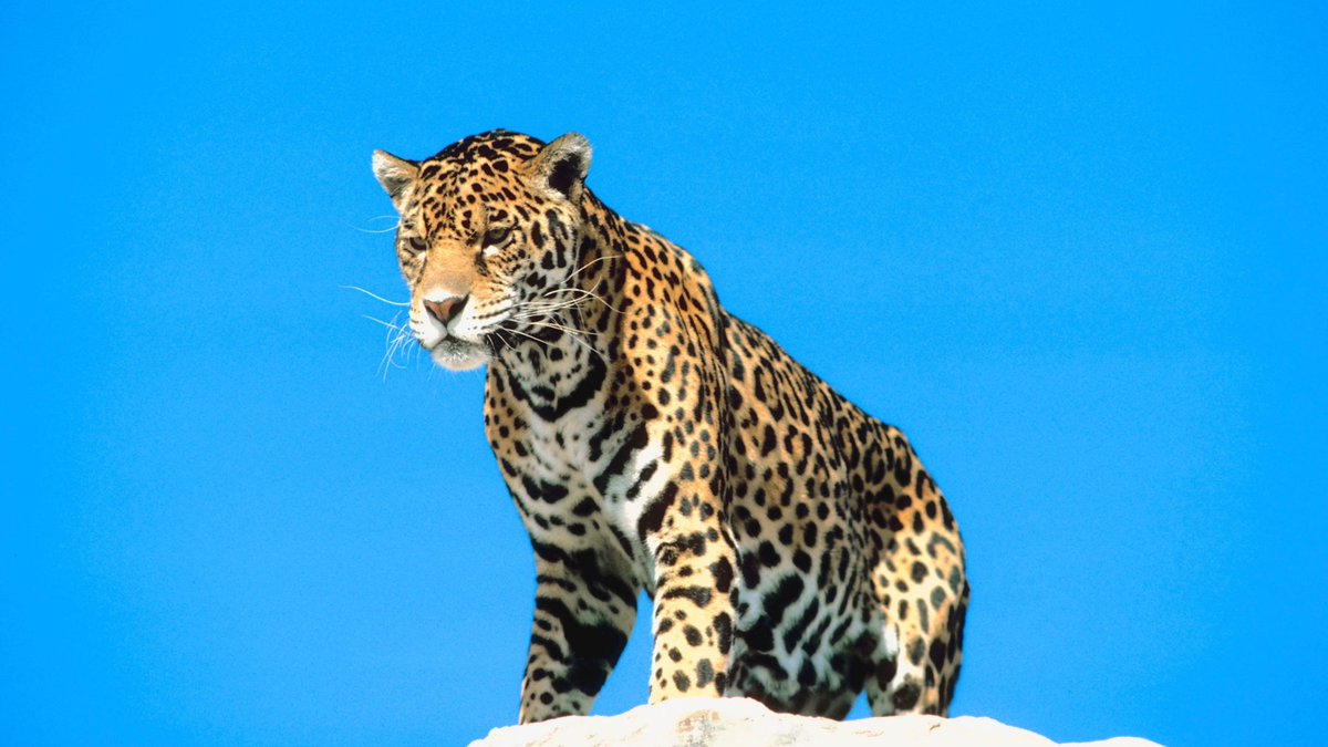 avidanocerrado's tweet photo. Você sabia que o Cerrado é a savana mais rica em espécies do mundo? 

Vamos celebrar essa incrível diversidade! 

Quais são as suas espécies animais favoritas? https://t.co/CEP5OtPLPS