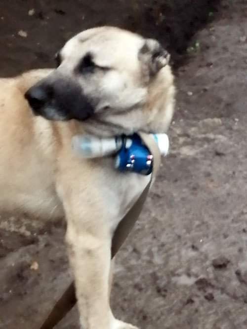 Karabağ'daki ermeni teröristler köpeklerin üzerine uzaktan kumandalı bomba bağlayarak Azerbaycan askerleri tarafa göndermişler. İyi ki bu çirkin faaliyetin karşısı alınmış, köpekler de kurtarılmıştır. Ne insana saygıları var, ne hayvana.