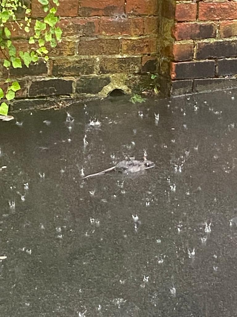 buck8979's tweet photo. Shame about the torrential thunderstorm at the end which meant people left early and we were stuck in traffic for 4 hours, but at least we were dry!  Unlike the actual #drownedrat we saw!  😅 https://t.co/PCwyzl3eHC