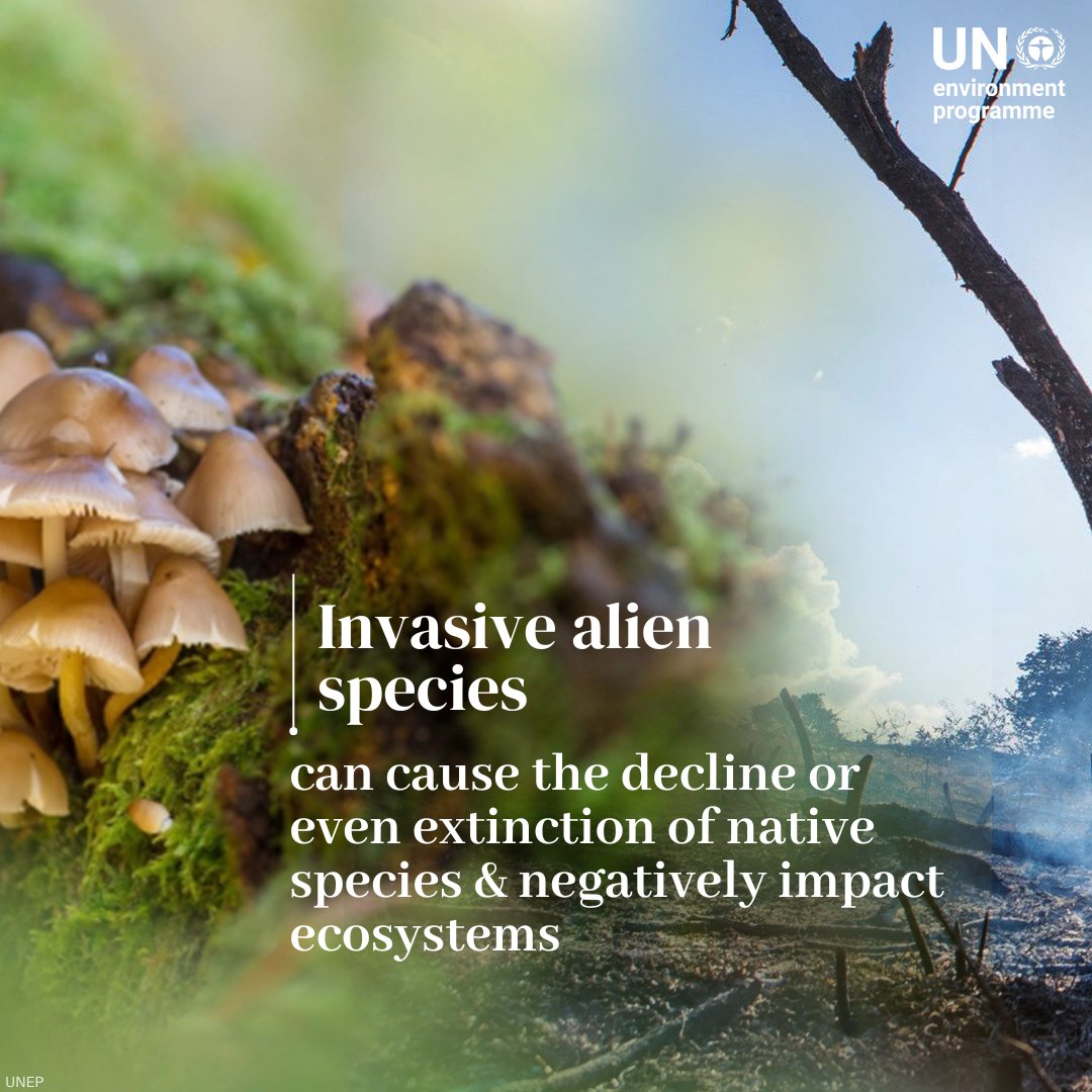 UNEP's tweet photo. Five drivers of the nature crisis 👇