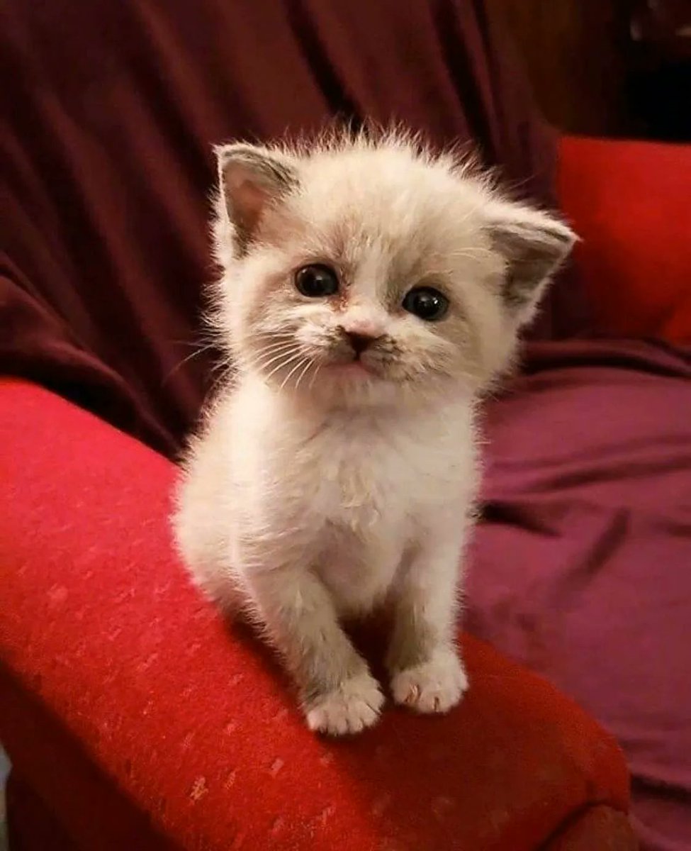 Why you should have a cat (@shouldhavecat) on Twitter photo 