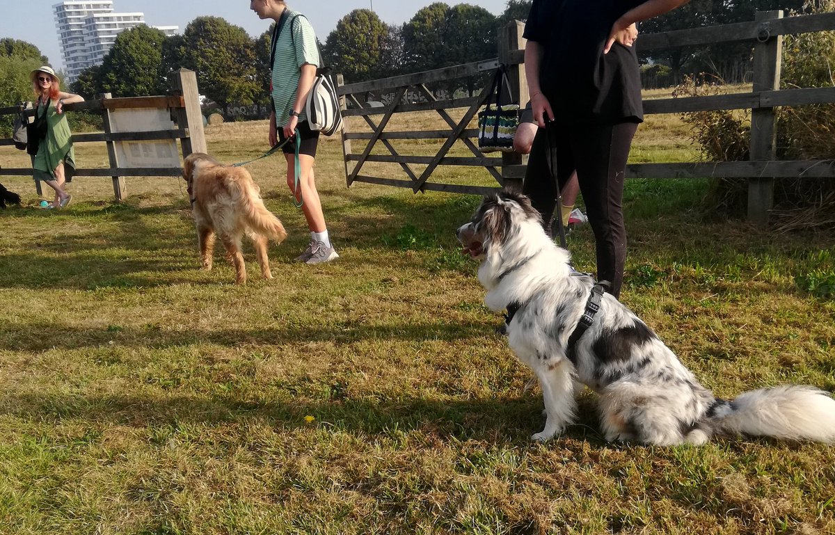 LydiaDogtrainer's tweet photo. Agility dogs ready for action #australianshepherd
#labrador https://t.co/xrpUyvDQWT