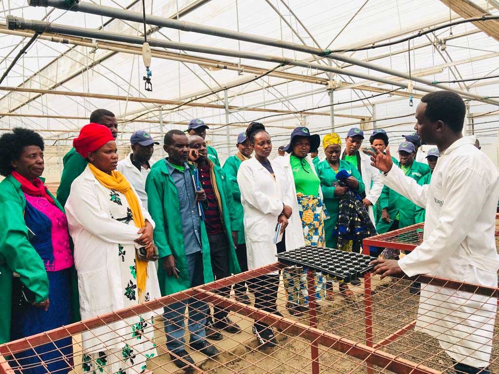 realms2020's tweet photo. REALMS Project, in partnership with @RDO_Rwanda organised a study tour for Farmer Field Facilitator from Ngororero and Nyabihu districts, Rwanda. Facilitators learnt techniques for making organic fertiliser, that will be shared with smallholder farmers across their districts. https://t.co/LTUXZctfmU