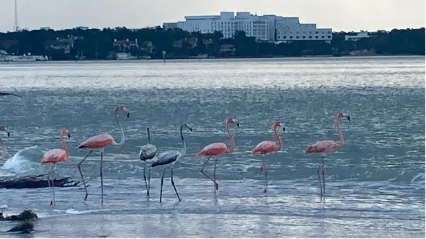 FOSBirds's tweet image. An article written by the Tampa Bay Times talks about the Flamingo invasion in Florida in more detail. Here at the Florida Ornithological Society, we aim to follow up on all bird related events and this one has made a big impact in the news! Link can be found in the bio.