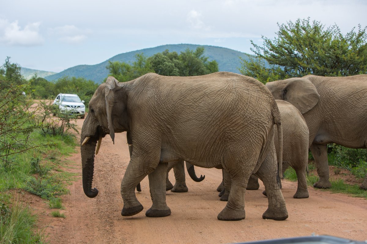 shepherdstreegl's tweet photo. It's that moment we all eagerly anticipate when our guests hop aboard an open safari vehicle, venturing into the awe-inspiring Pilanesberg Game Reserve, home to the majestic Big 5. If you were joining us, which animals would be at the top of your "must-see" list? https://t.co/TV04GrGheH