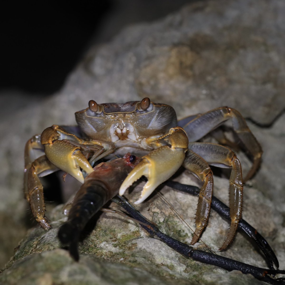 こんばんは。オオカクレイワガニがテナガエビの仲間を運んでいます。獲物を持っていると悪魔感が増します。沖縄の夜の岩礁海岸にて。Geograpsus crinipes carrying a shrimp on a rocky shore in Okinawa, Japan. #crab #カニ #wildlife