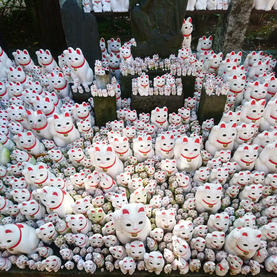 enterthe007's tweet photo. 招福猫 圧巻です!!

#豪徳寺 #gotokuji #招き猫 #まねきねこ #招福猫 #お寺 #寺 #japanese #cat #temple #japanesetemple #cattemple #cats  #catstemple #japan  #tokyo #東京 #東京さんぽ #さんぽ #猫 #ねこ #ネコ #ネコちゃん #ねこちゃん #猫ちゃん #子猫 #仔猫 #かわいい https://t.co/rDJ7DFBS3p