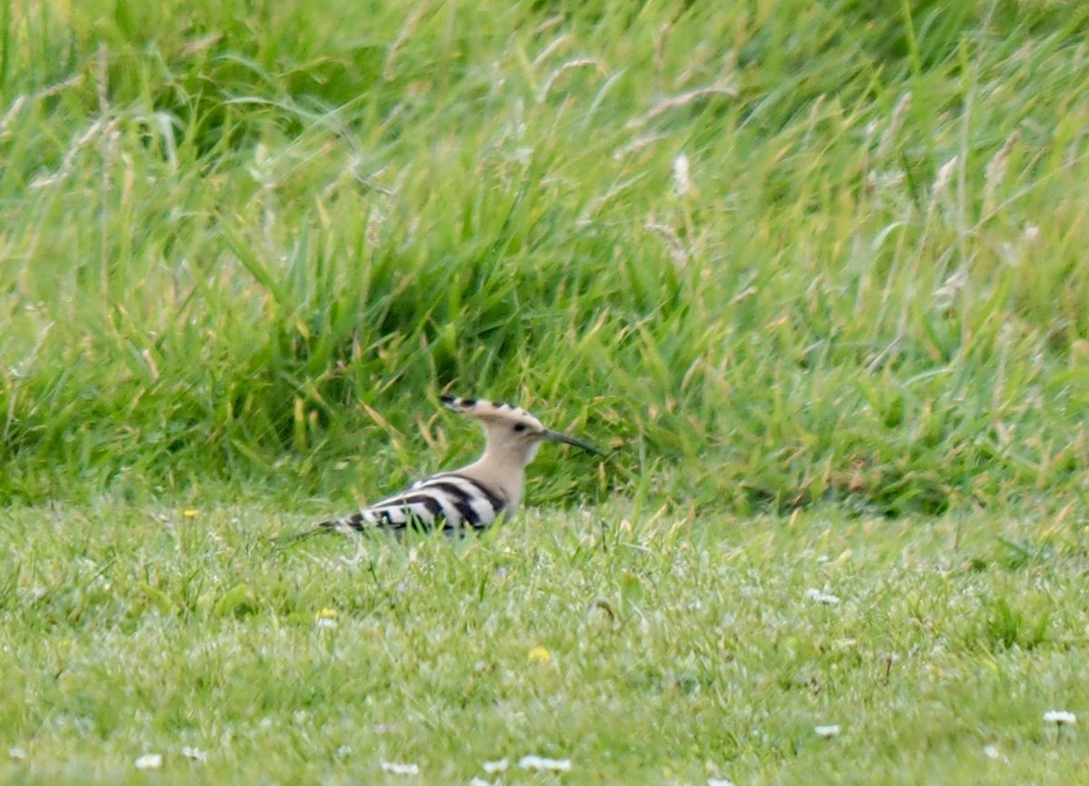 onedaysoon (@onedaysoon11) on Twitter photo Iâve wanted to see a Hoopoe since I learned of their existence. I mean, why wouldnât you, the name, just perfect. And just look at it. Beautiful. Well today I saw one, thanks to <a href="/wheretowatch/">Nigel Wheatley</a> and of course <a href="/raoulhumph/">raoul Humphreys</a> Iâve wanted to see a Hoopoe since I learned of their existence. I mean, why wouldnât you, the name, just perfect. And just look at it. Beautiful. Well today I saw one, thanks to <a href="/wheretowatch/">Nigel Wheatley</a> and of course <a href="/raoulhumph/">raoul Humphreys</a>