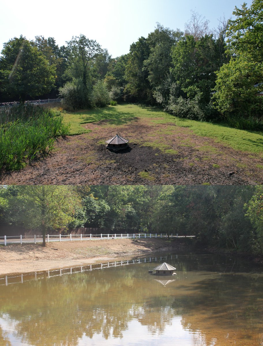 1st anniversary ot the #Village  #Pond makeover.