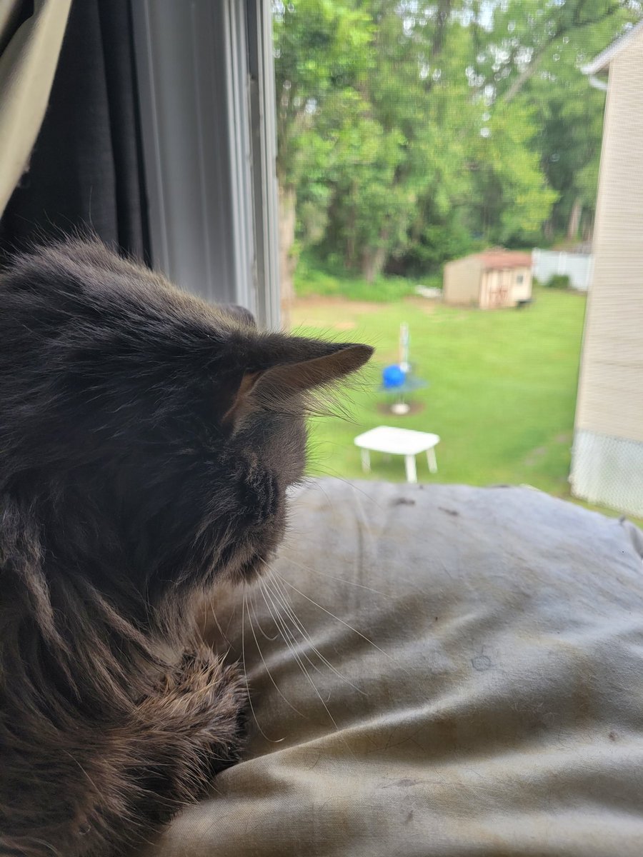 Gachig0dx's tweet photo. Getting my 14yo cat put down today and just want something, somewhere to post about him. Love you, Mojo. https://t.co/XcE2BuIV2I