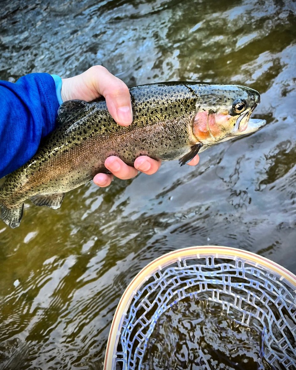 PerfectHatch's tweet photo. Trout Fan Club Only 🤟🏻
#perfecthatch #flyfishing #troutonthefly #troutofinsta #getoutdoors #outdoorlife #outdoors #flyfishinglife #flyfishingnation #trout #troutbum #troutfanclub https://t.co/ijQ1KkAW8Y
