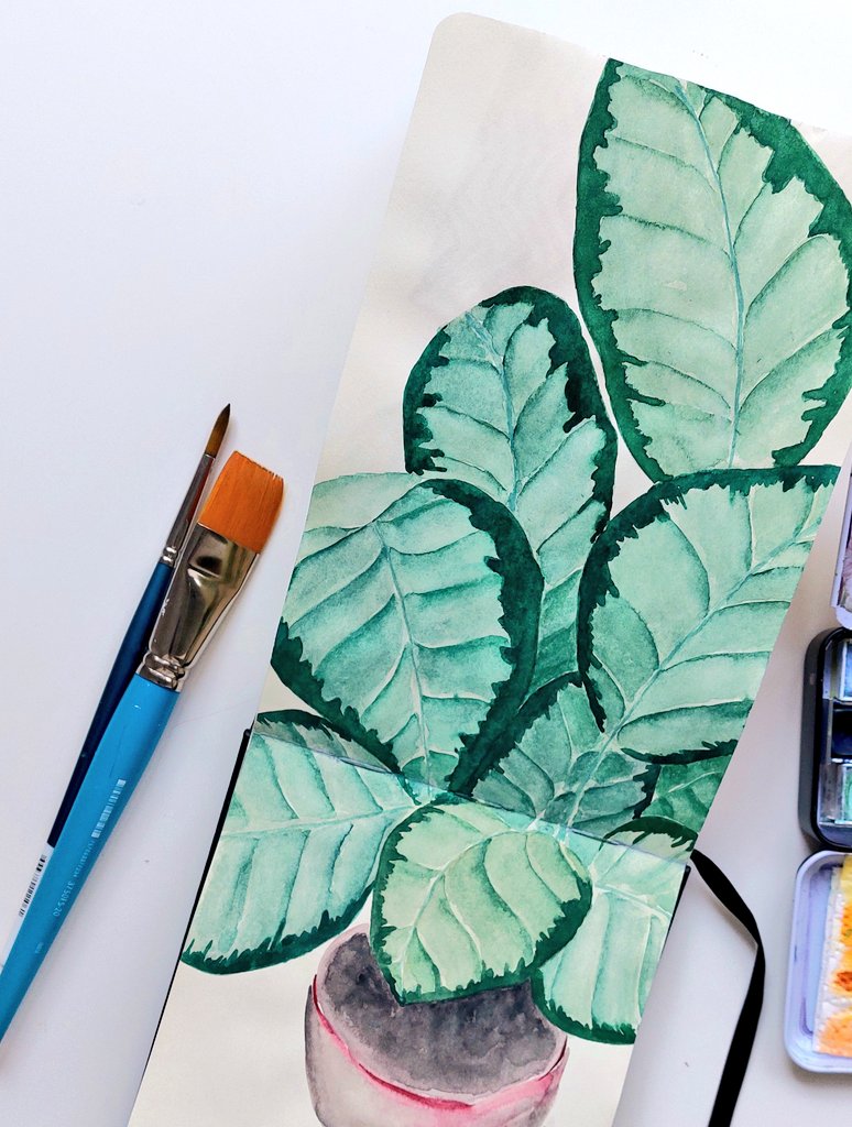 floboartstudio's tweet photo. Flobo 🤍 Houseplants
#flobo #floboart #flobohouseplantcgallange #botanicalart #watercolor #bitanicalwatercolor #calathea https://t.co/xA3LfqwBGl