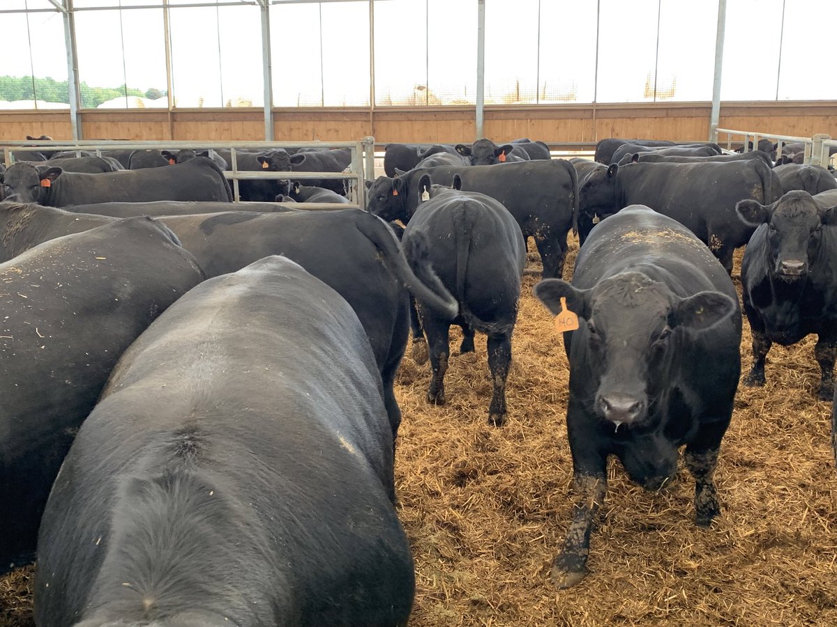 Some of the Steers for this week 
One ranch set from Western 🇨🇦🥩
Backgrounded and then finished here in #Ontag 
VBP Plus raised 
Grades will be 85% AAA and 15% PRIME
Every step of the raising can be verified 
Some of the best cattle in 🇨🇦
