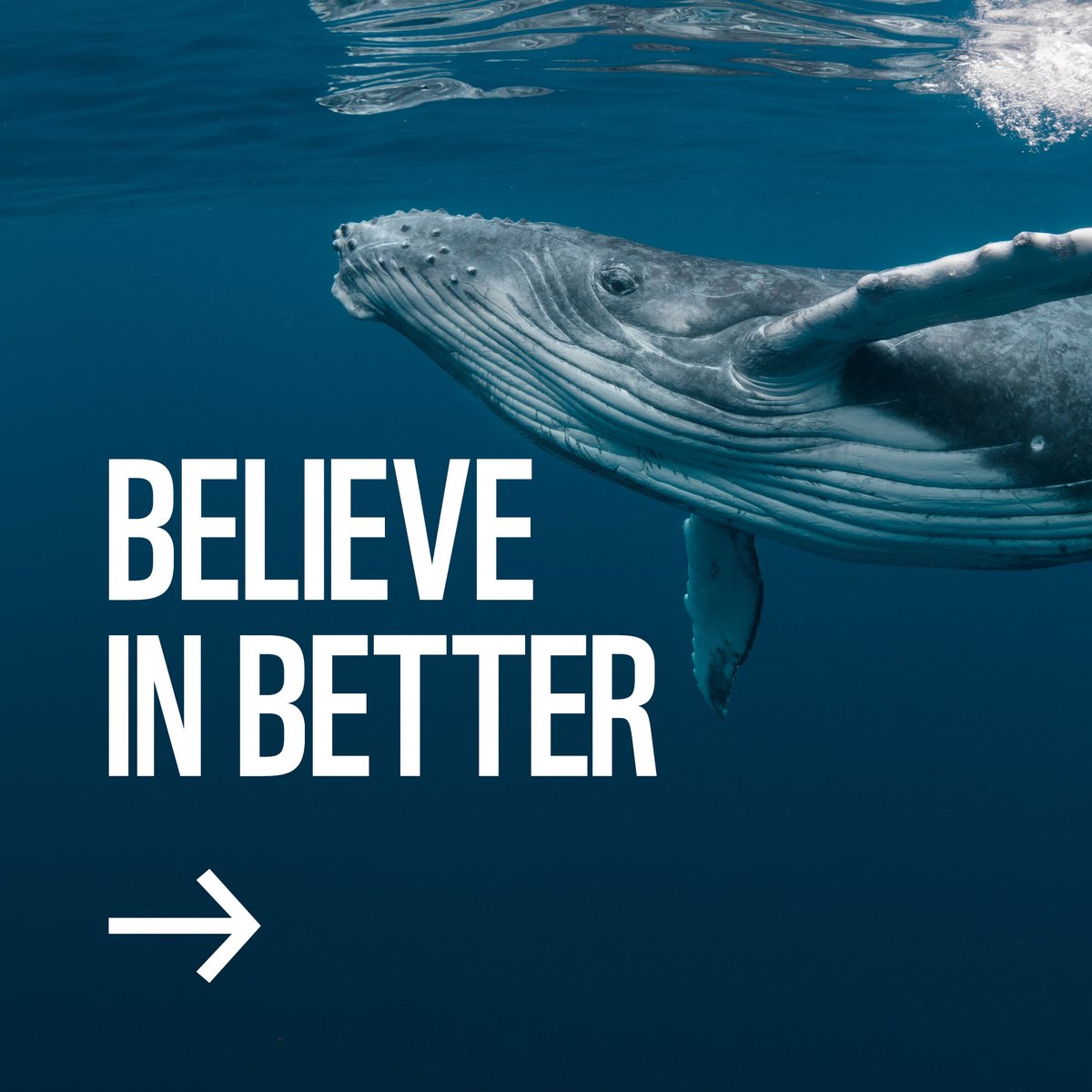 WWF South Africa tweet media