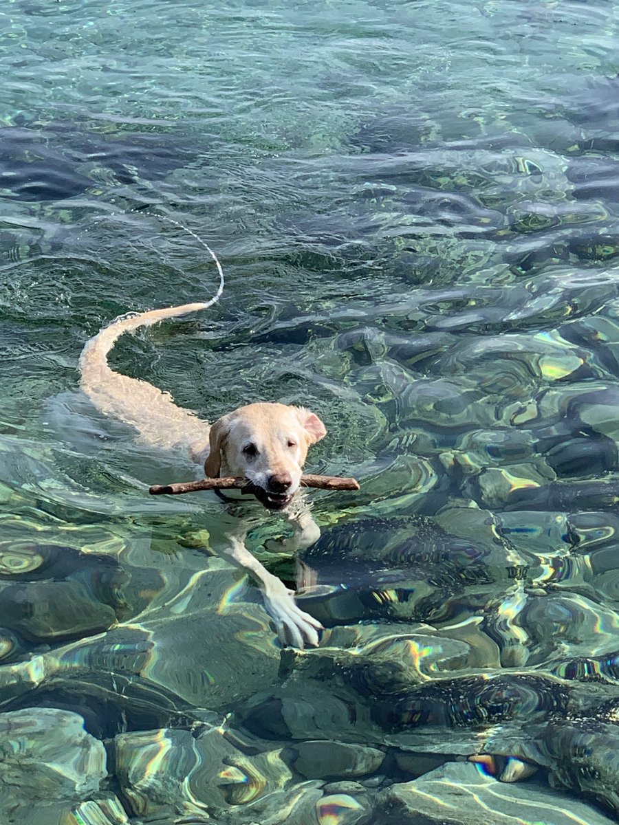 12 year old Luna is part sea serpent part puppy. She loves swimming. She knows she’s made for it. She’ll keep doing it whenever she has the chance, not caring how it looks, knowing only how beautiful it feels to be in the water. 
 
#5amwritersclub