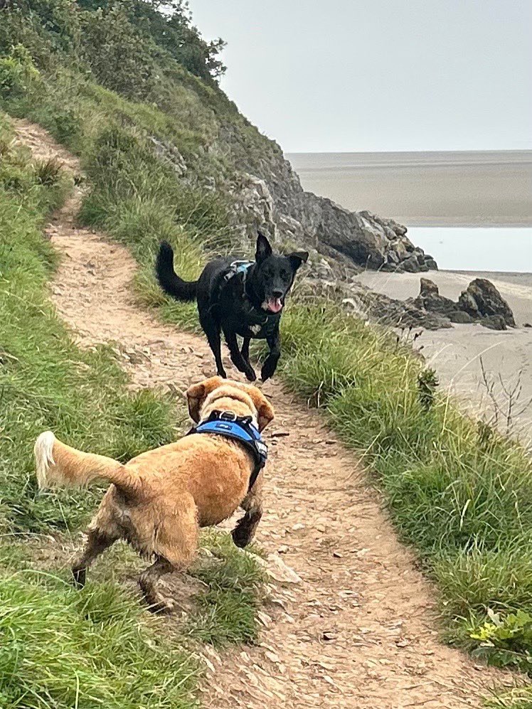 DogFriendsClub's tweet photo. Weekend adventures two frens! #FriendshipGoals #dog #dogwalks  #weekendfun https://t.co/27gW91d6C0