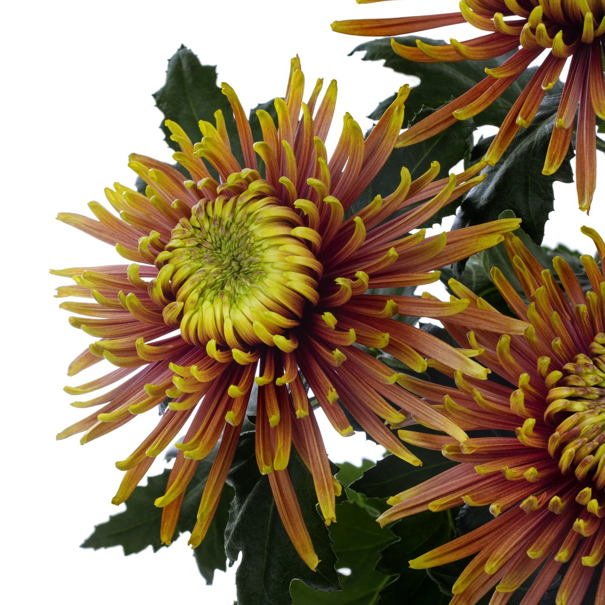 En weer een nieuw ras van <a href="/Deliflor/">Deliflor Chrysanten</a> op de markt: de adembenemende Baltazar Candle van <a href="/zentoo_nl/">Zentoo</a> Deze prachtige pluischrysant straalt een warmte uit die doet denken aan een zachte kaarsvlam, een knisperend haardvuur en rijke herfstkleuren.  Vanaf week 37 verkrijgbaar!

#chrysant