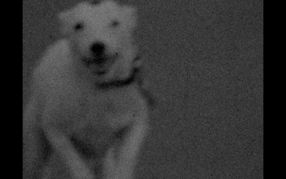 Some stills from a recent print that we struck of A DOG CALLED DISCORD. It was shown at the @BFI's first Film on Film Festival in June. The short explores @Mark_Jenkin's fascination with the physicality and magic of film and its surprising life-giving properties. #filmisalive