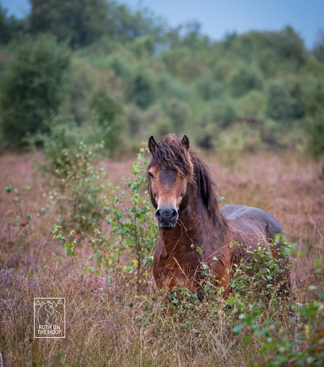 Mozart the #Exmoorpony enjoying life in his nature reserve. It’s fantastic to see the huge boost on biodiversity the ponies have had here - that’s what happens when you use native grazers in the right densities 🥰🐴 #conservationgrazing #gonative