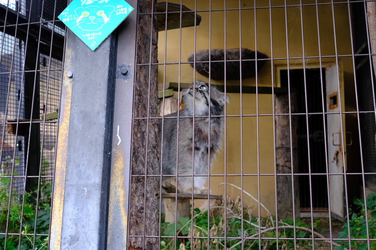 旭山動物園のネコ科の皆様…近くに来てくれた…推します… 