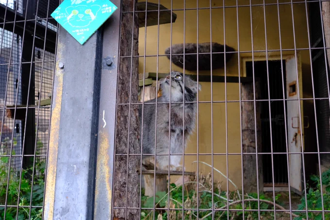 旭山動物園のネコ科の皆様…近くに来てくれた…推します… 