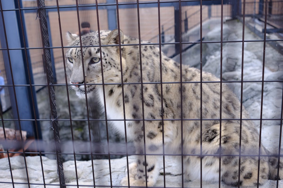 旭山動物園のネコ科の皆様…近くに来てくれた…推します… 