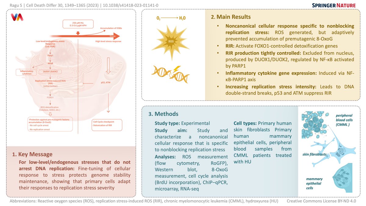 One commentary in médecine/Science (in french)
medecinesciences.org/articles/medsc…
that comment the characterization of a novel kind of response to replication stress that we published this year DOI: 10.1038/s41418-023-01141-0

See below the visual abstract