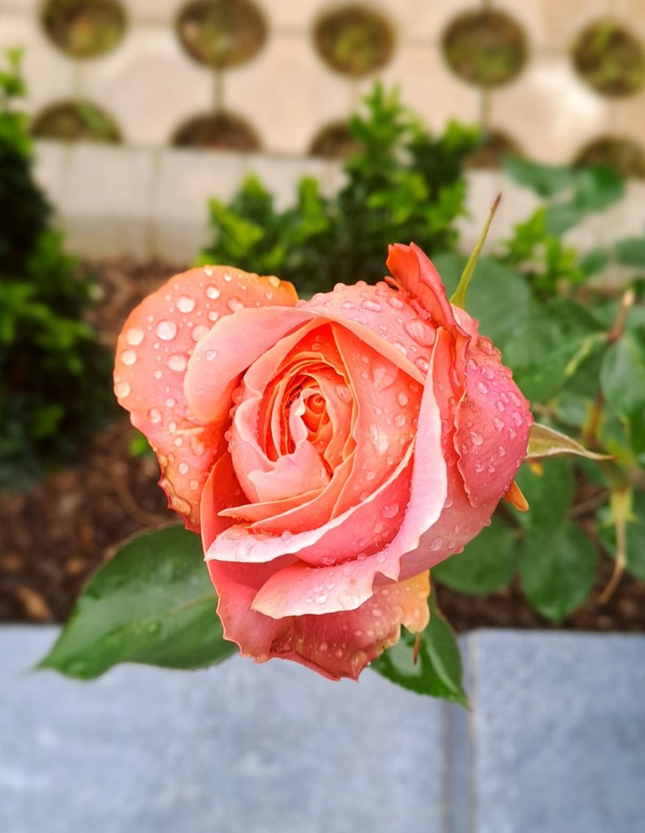 senihaozgur's tweet photo. #autumnbloom #roses https://t.co/F4HpDXtkSb