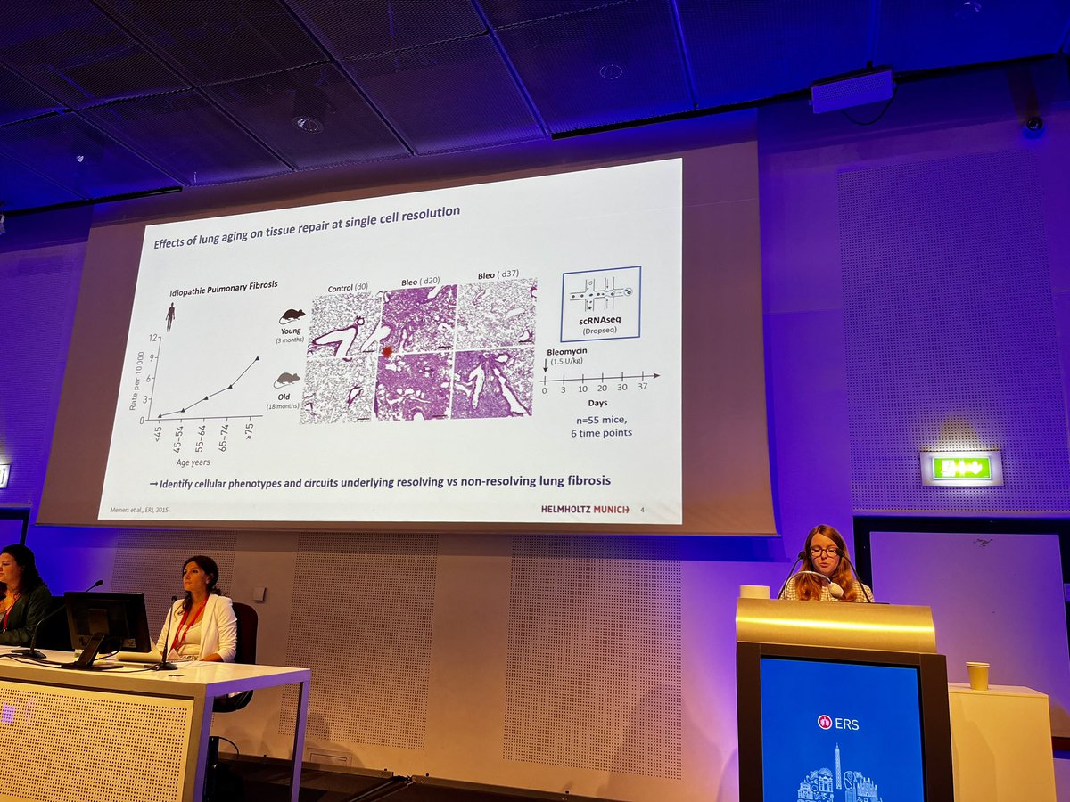 Another #ERSCongress highlight for the pulmonary fibrosis community: @schniering_j showcasing how single-cell profiling of non resolving fibrosis in aged mice revealed a senescence-driven cell-circuit that impairs regeneration. Super impressive!!! #cureIPF