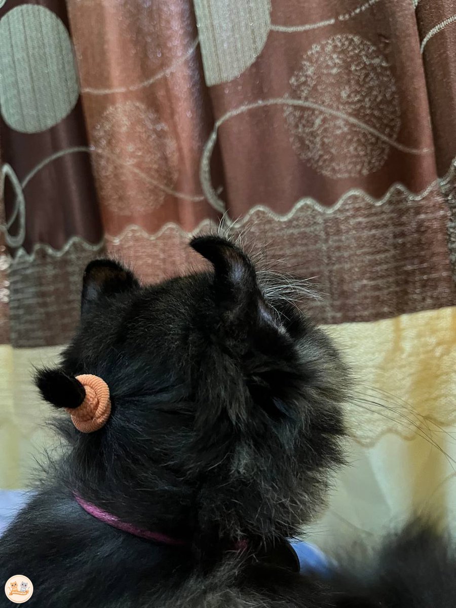 kochengfs's tweet image. 🐈‍⬛ solidarity m forever, teknik jaya jaya 👊🏻