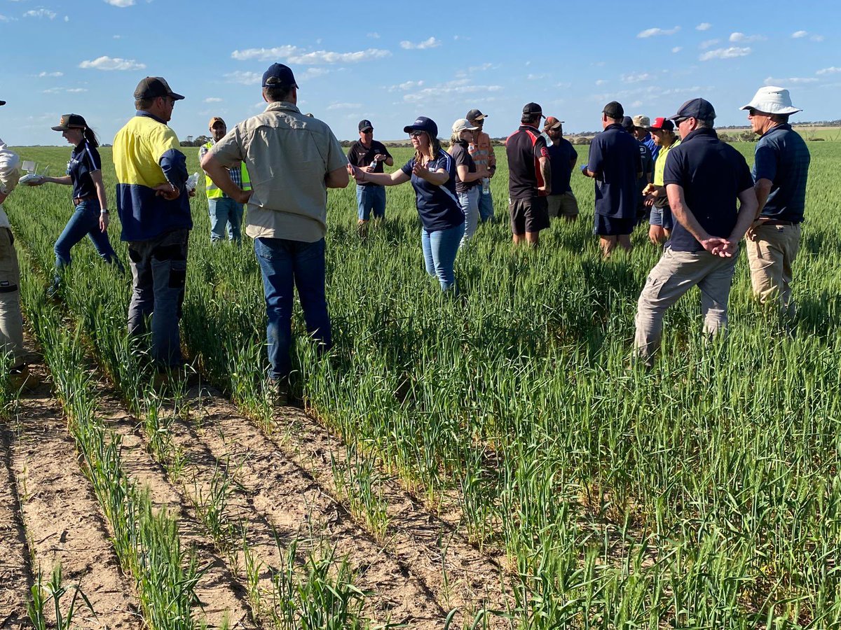 Ahmed Saad tweet media