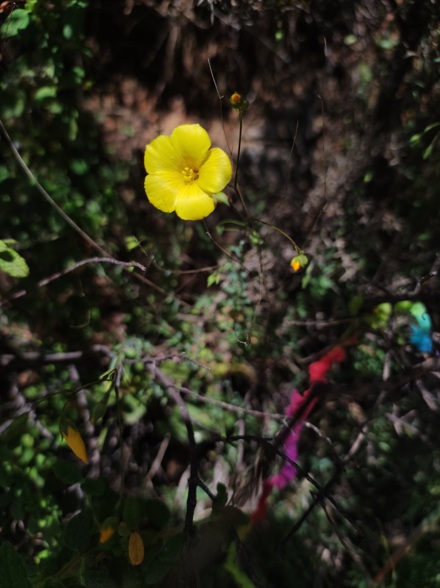 LIFE SEEDFORCE tweet media