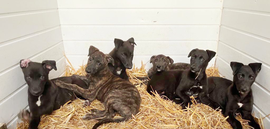 adachikennels's tweet photo. 9 weeks old today 🥰 Two bitches available! 

#BritishBreeding #NewinnTikTok #BeamingDuchess https://t.co/KE6tP5nqeO