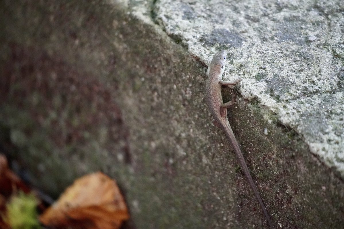 jania456's tweet photo. Escaping, but not fast enough not to be seen 🤭🥰 #NatureBeauty #NaturePhotography #lizard #reptiles https://t.co/SvorhotOr2