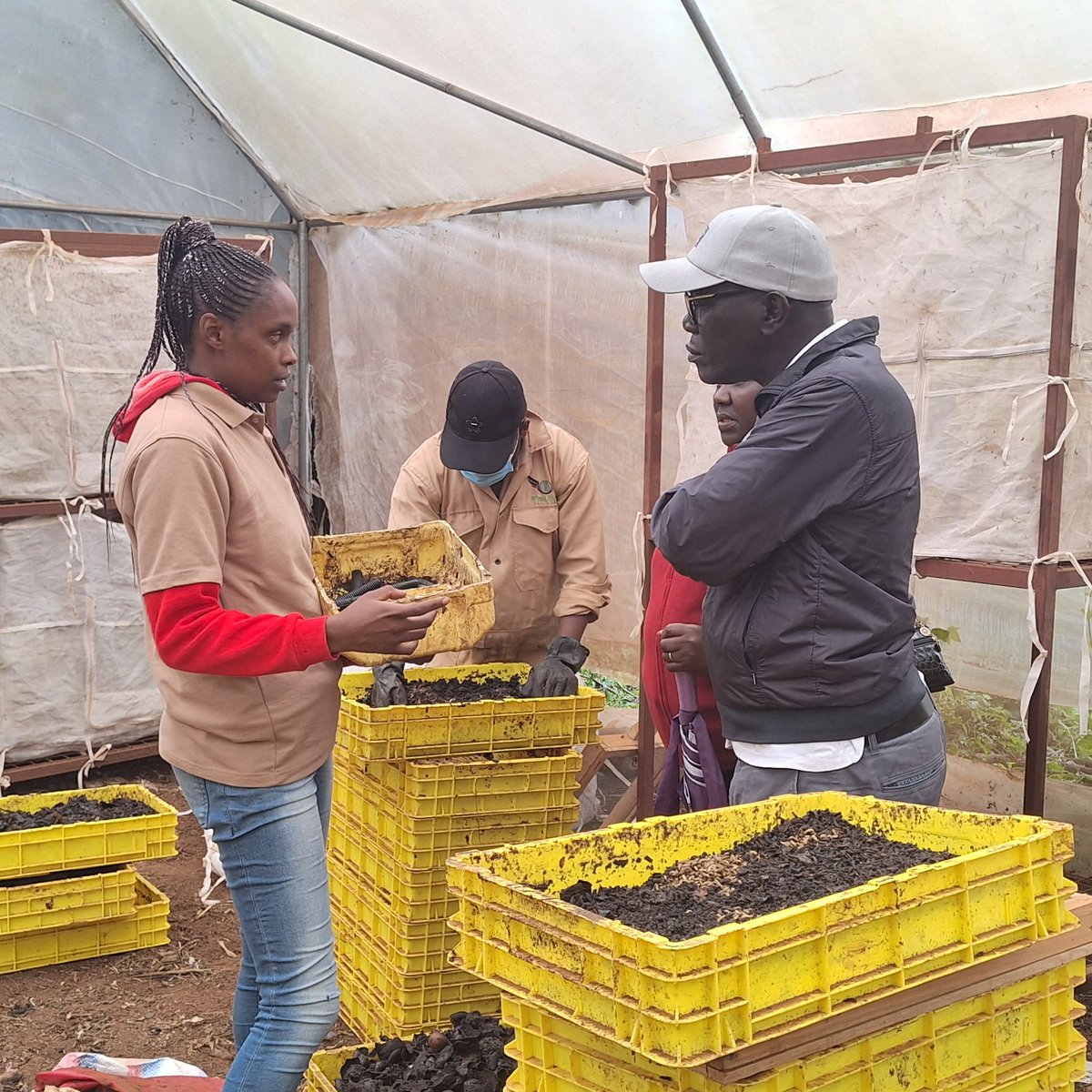 _WingFarm's tweet photo. We had the privilege of hosting and training 2 passionate and prospective #BSF and Azolla #farmers at our Githunguri Demo Farm on Saturday. The farmers were keen to learn how to boost their animal feeds using the #BSFlarvae and #Azolla. 🙂 💯

#bsffarminginkenya https://t.co/uhQtF1PhZj