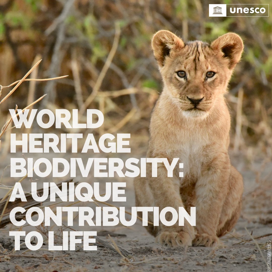 UNESCO's tweet photo. At least 1 in 10 great apes, lions, giraffes and rhinos left on Earth can be found in UNESCO #WorldHeritage sites. 
New report by @‌UNESCO &amp; @‌IUCN explores how biodiversity forms the bedrock of our relationship with nature.
https://t.co/UtiEXm3OzW #ForNature https://t.co/nJfRRZsiYF
