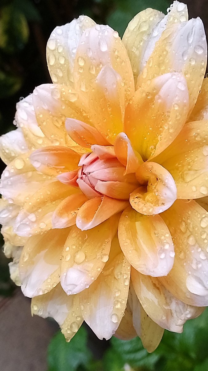 s4r4h_l's tweet photo. Weather report from #Preston today. My #dahlias are very happy! #loveukweather #DailyFlowers #positivity #joy #vitaminN https://t.co/XnU7JuBxHf