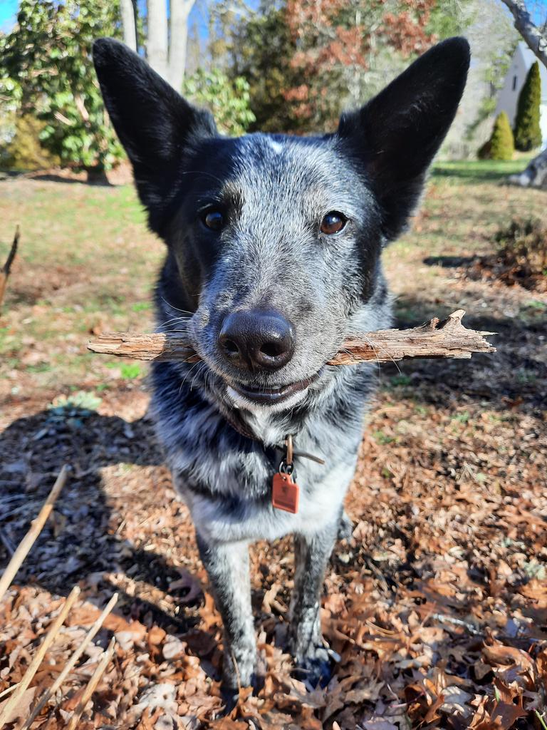 TrueBlueBodhi tweet media