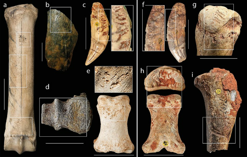 Distinguishing knapping marks from carnivore chewing. Our thoughts have just been published in JAS-Rep (and open access!!!):

sciencedirect.com/science/articl…