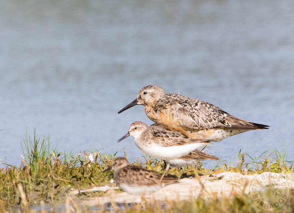 Birds_Barbados's tweet photo. Birds of Barbados: The Barbados Birds and Birding Report - August -#Barbados #BirdsOfBarbados https://t.co/JoL5EJCYa7 https://t.co/NmRjnpSGod