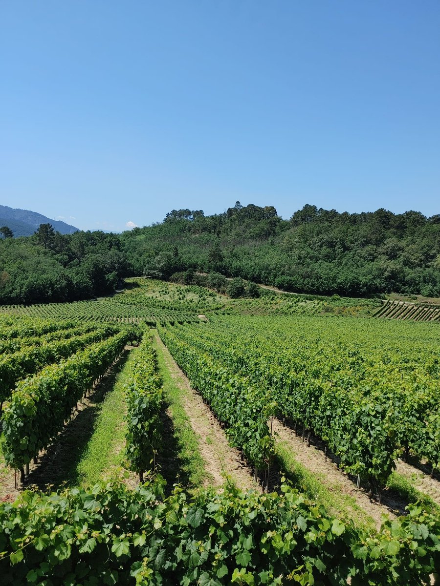 Beade se sitúa en el Valle del Avia. En la zona norte, los viñedos se ubican en bancales sobre pendientes con muy distintas orientaciones y condiciones climatológicas particulares. En la zona sur los viñedos continúan el cauce del río hasta su desembocadura en el Miño. #Ribeiro