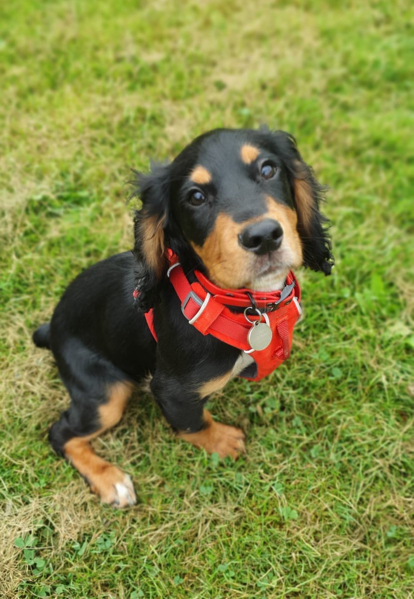 Alice💖 ⭐MIKA⭐ 🎶MUSIC🎶 ✨Check it 🎹 #MNIMH 💛 tweet media